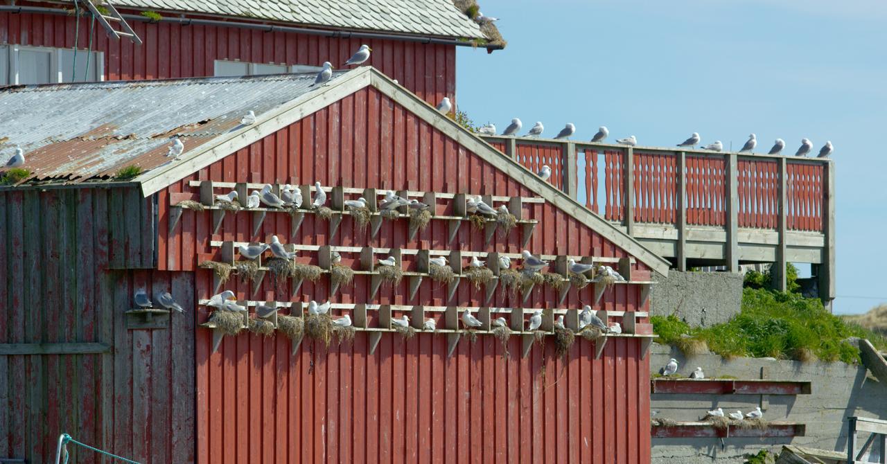 Fiskarheimen Havly, Rost Hotel Luaran gambar